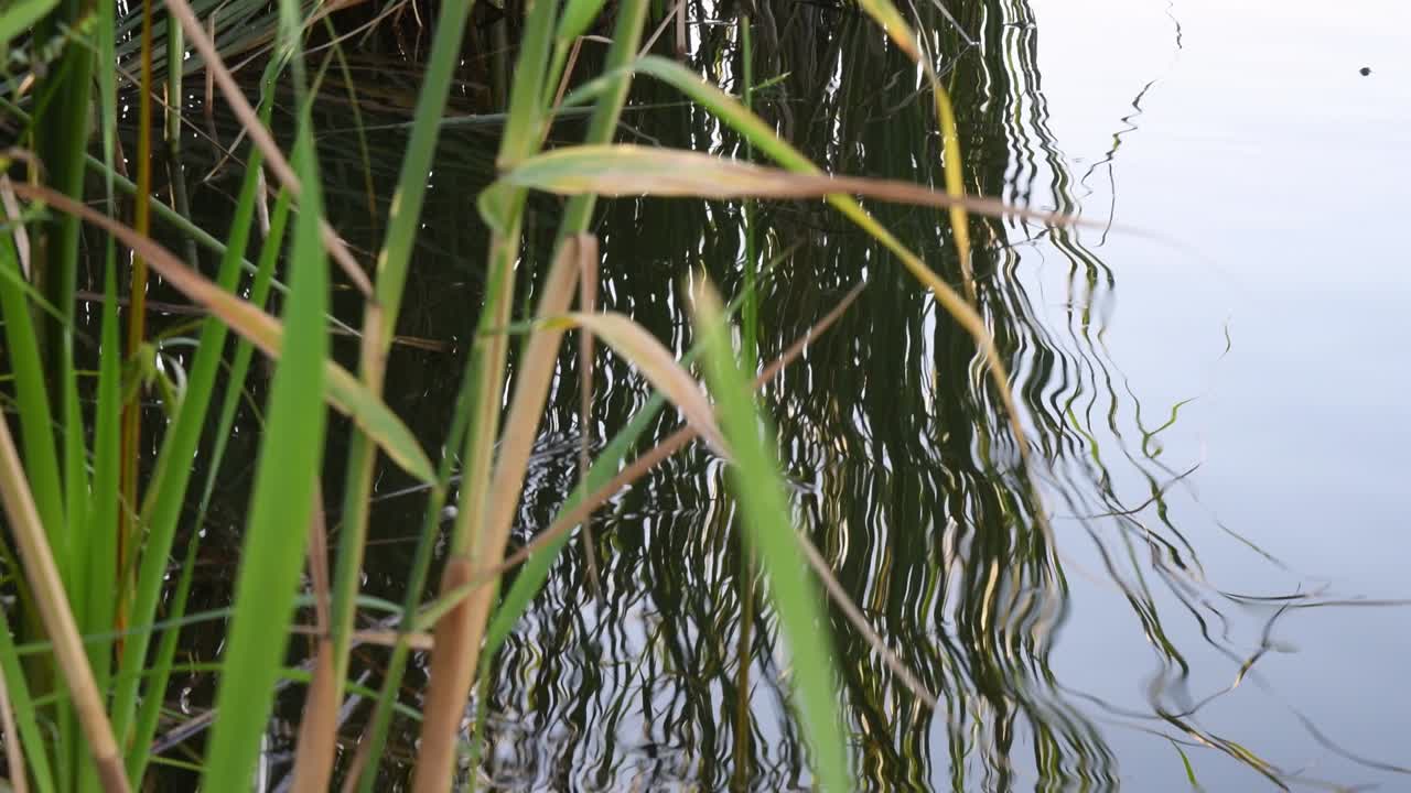 배경 에 호수 수면 에 있는 원 을 가진 강  에서 자라는 갈대
