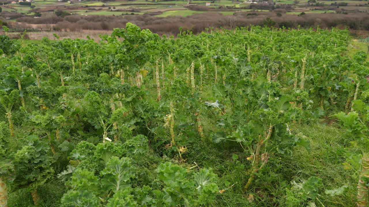 plano general de plantas de col rizada en una granja de verduras, movimiento pan