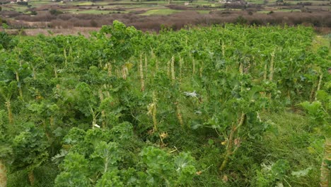 Wide-shot-of-kale-plants-on-vegetable-farm,-pan-movement