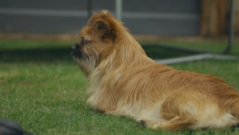 Parque-Joven-Sonrisa-Disfrutando-Perro-Perros-Mintiendo-Amigos-Perro-Pastor