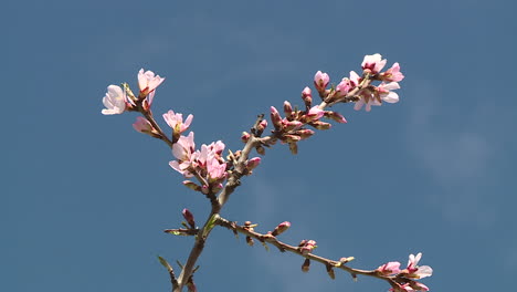 almond blossoms against a blue sky