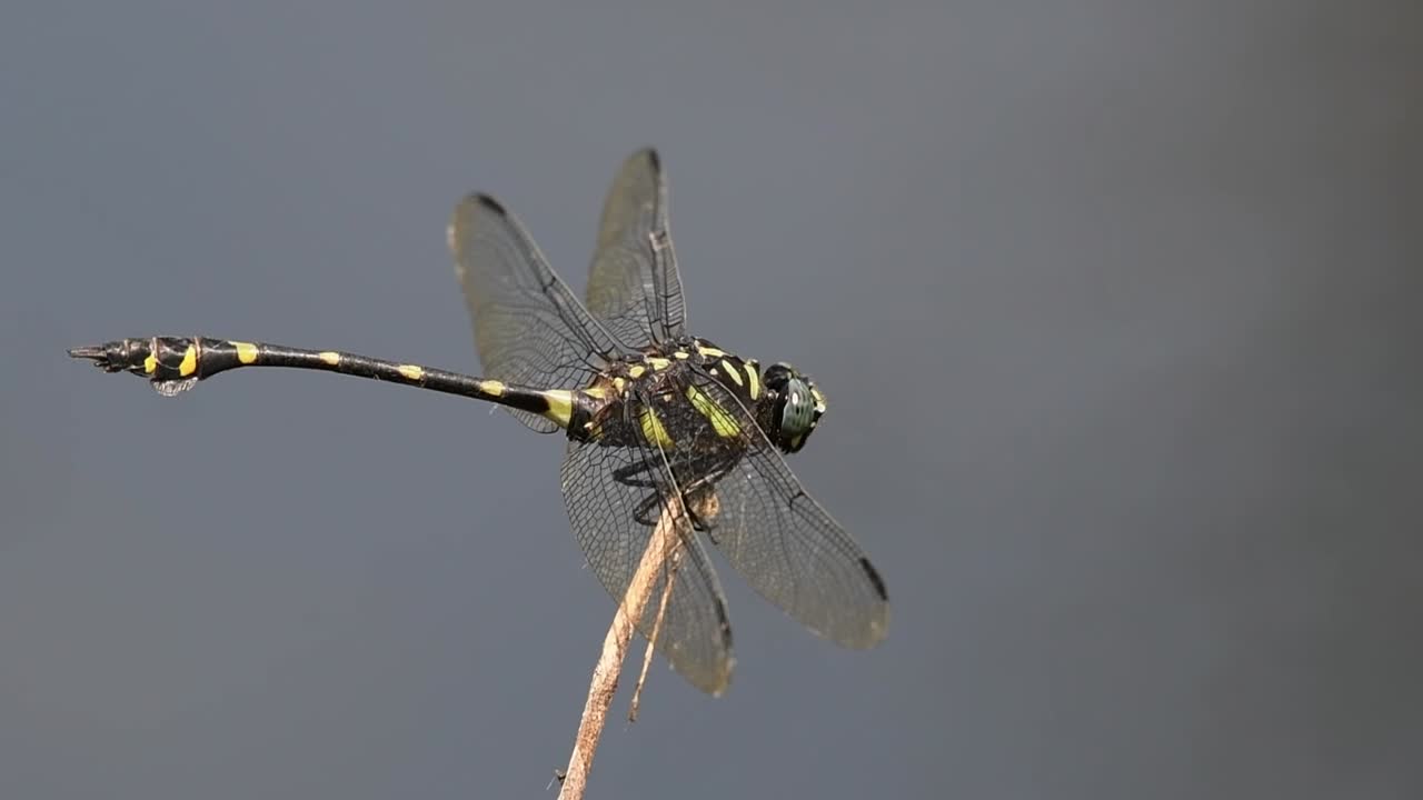 frente a la derecha encaramado en una ramita y luego gira la cabeza, cola de brida común, ictinogomphus decoratus, parque nacional kaeng krachan, patrimonio mundial de la unesco, sopla el viento del bosque, tailandia