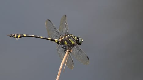 facing to the right perched on a twig then it turns its head around, forest wind blows, common flangetail, ictinogomphus decoratus, kaeng krachan national park, unesco world heritage, thailand