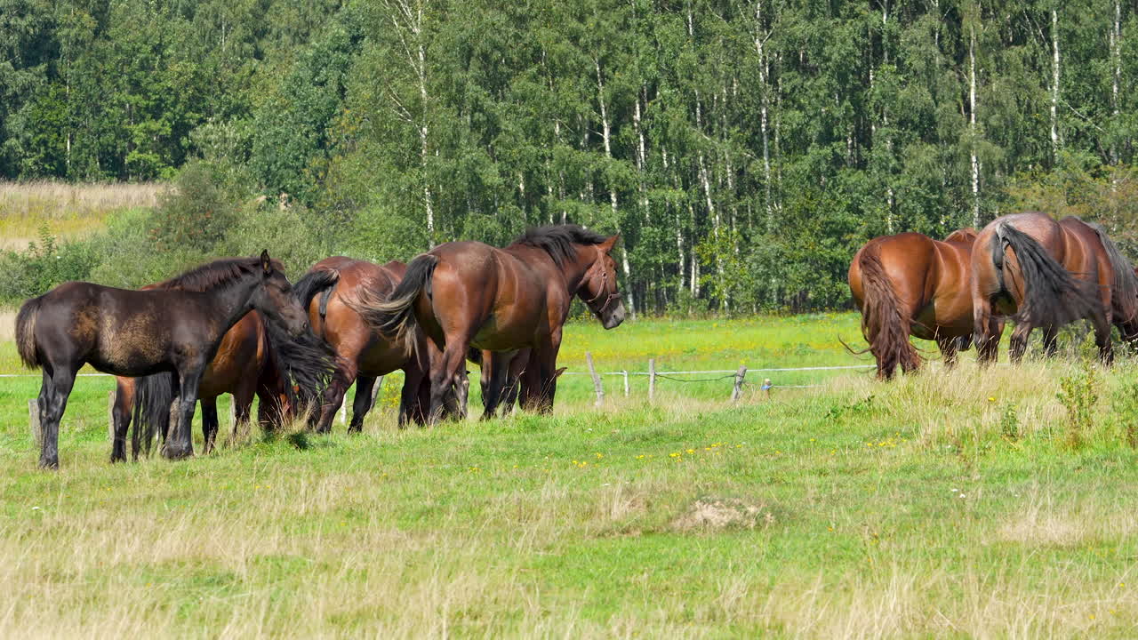 un grupo de caballos pastando en un prado soleado y césped con un bosque verde exuberante en el fondo