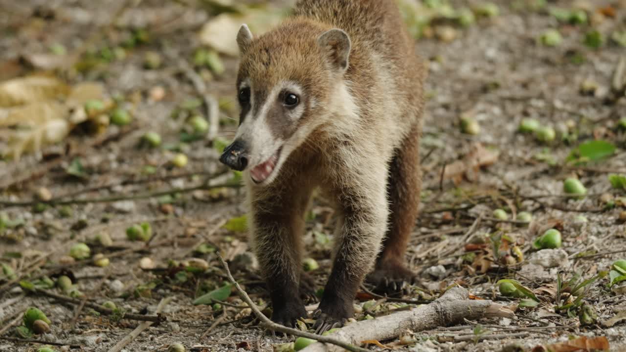A coati sniffs the forest floor in Tikal, Guatemala, searching for food among the scattered jungle debris.
