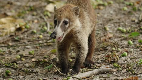 a coati sniffs the forest floor in tikal, guatemala, searching for food among the scattered jungle debris.