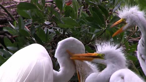 Una-Madre-Grulla-Alimenta-A-Tres-Polluelos-1