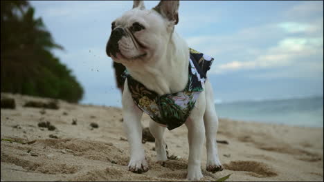 Französische-Bulldogge-Mit-Kleidung,-Die-Am-Strand-In-Richtung-Der-Kamera-Läuft