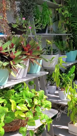 a vertical shot of an indoor garden with foliage and potted plants, illuminated by sunlight streaming through.
