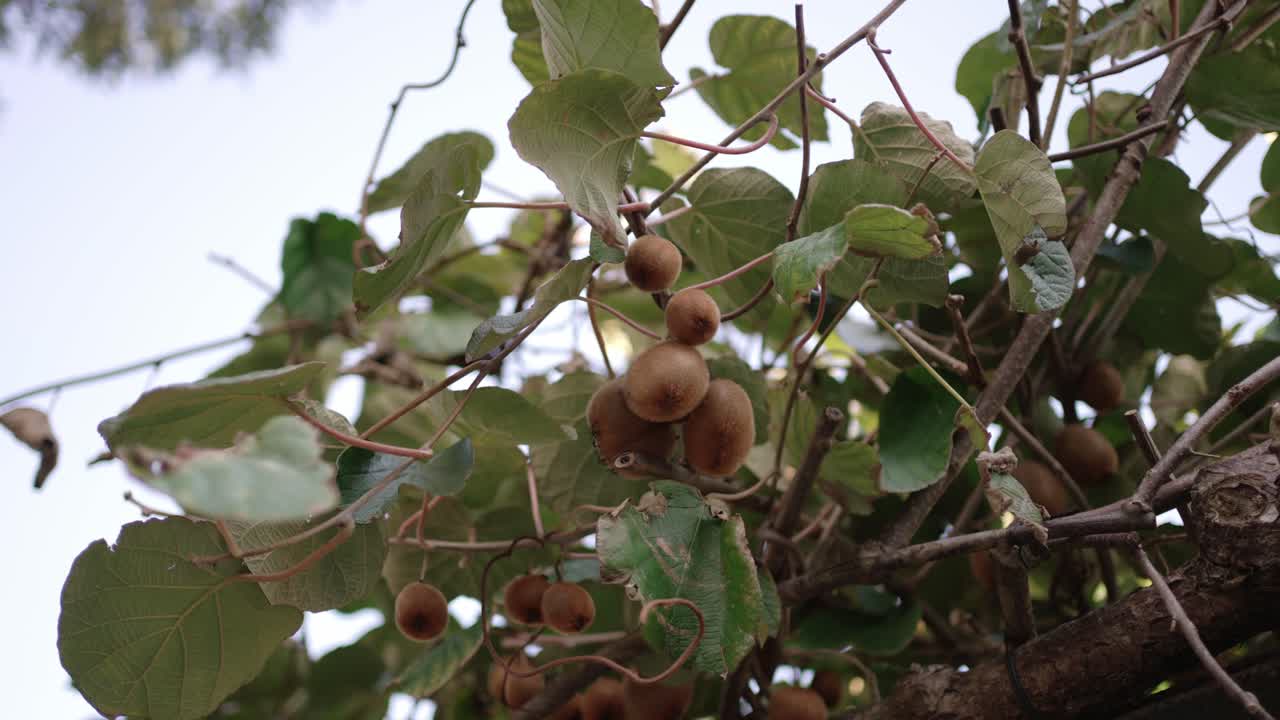 Close up of ripe kiwi fruits growing on a vine with lush leaves in natural light