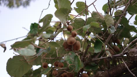 close up of ripe kiwi fruits growing on a vine with lush leaves in natural light