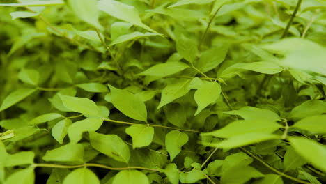 Leaves-in-Forest-Blowing-Gently-in-the-Wind