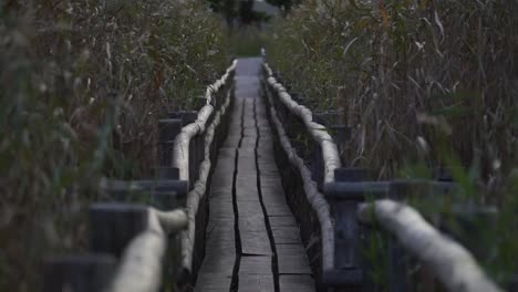 Zoomed-in-zoomed-out-walking-trail