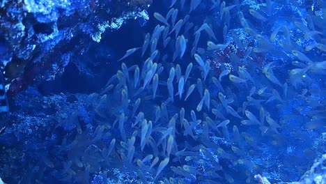 underwater shots while diving on a colorful reef with many fishes.