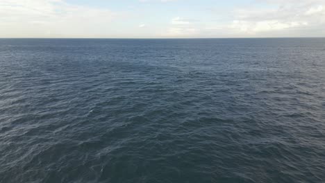 Aerial-shot-of-a-seagull-approaching-a-drone-camera-and-flew-away-at-the-ocean