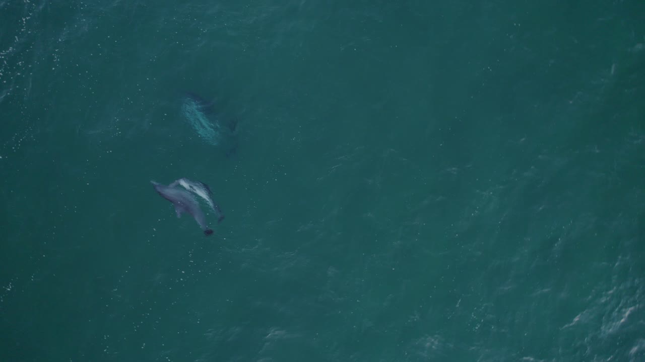 Top View Of Bottlenose Dolphins Swimming In The Blue Sea In Australia - aerial drone shot