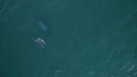 vista superior de delfines nariz de botella nadando en el mar azul en australia - toma aérea de drones
