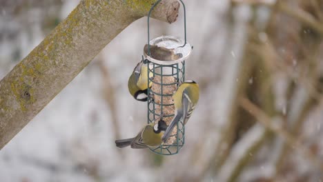 Group-of-great-tits-eat-fat-balls-in-snow