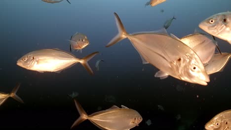gran tiburón blanco con cicatrices de batalla carcharodon carcharias 4k primer plano de tiburón con cicatrices islas neptuno sur de australia