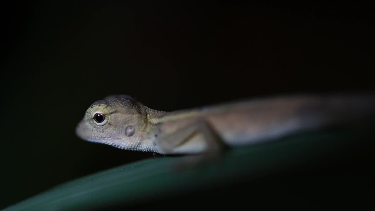el lagarto de jardín oriental también se llama lagarto de jardín oriental, chupasangre y lagarto cambiable