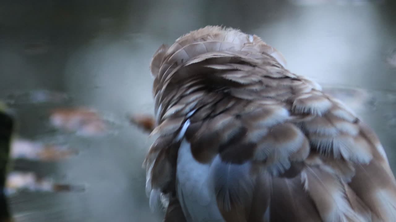 tonos marrones y blancos en el plumaje del pelaje de un pato muscovy moviendo su cola causando anillos en el agua del estanque en el que se asienta
