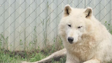 arctic wolf resting