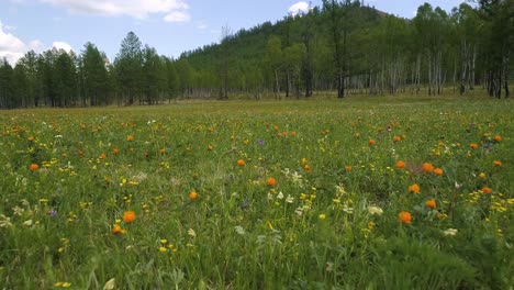 beautiful meadow with flowers in bloom