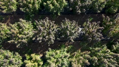 Aerial-view-of-a-field-of-hemp-to-be-harvested-for-the-production-of-CBD-oil-in-Southern-Oregon