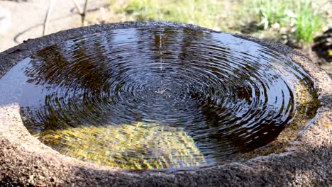 water ripples expanding in a sunlit pond