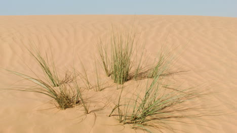 plant in the dune