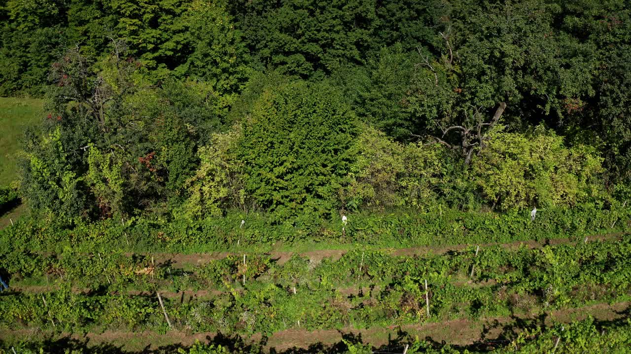 cosecha de vid en viñedo, vista aérea de la bodega en europa, los trabajadores recogen uvas, vista aérea