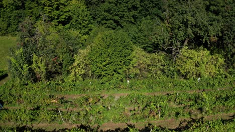 Harvesting-grapevine-in-vineyard,-aerial-view-of-winery-estate-in-Europe,-workers-pick-grapes,-aerial-view