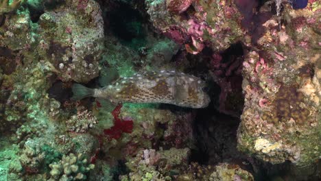 porcupine fish on coral reef wide angle shot