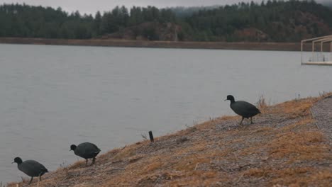 ducks walking towards the water