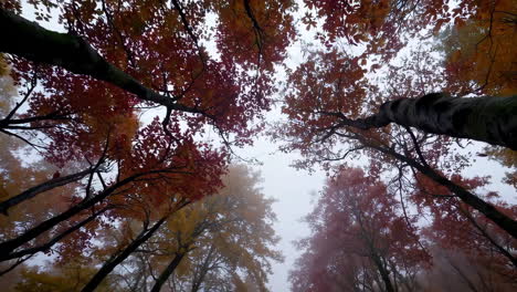 autumn forest canopy in misty conditions