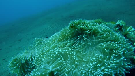 big sea anemone specimen, waving in slow motion ocean water underwater