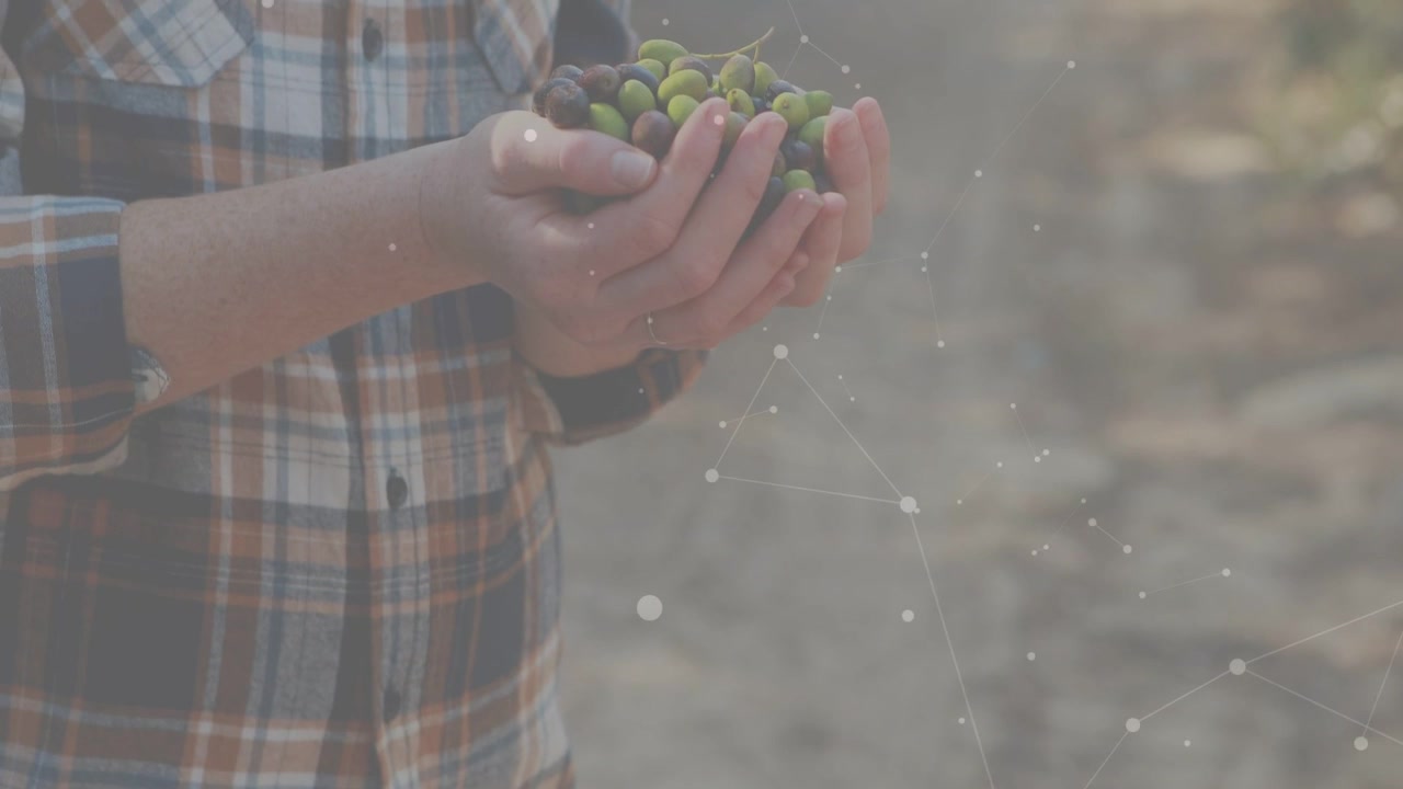 Particelle che appaiono sopra le mani di un uomo che le porta in vista, raccogliendo olive, mostrando l'agricoltura.