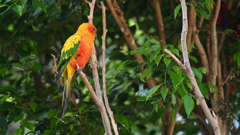 Sun-Conure,-Sun-Parakeet,-Aratinga-solstitiali,-4K-Footage-of-a-Parrot-found-in-South-America