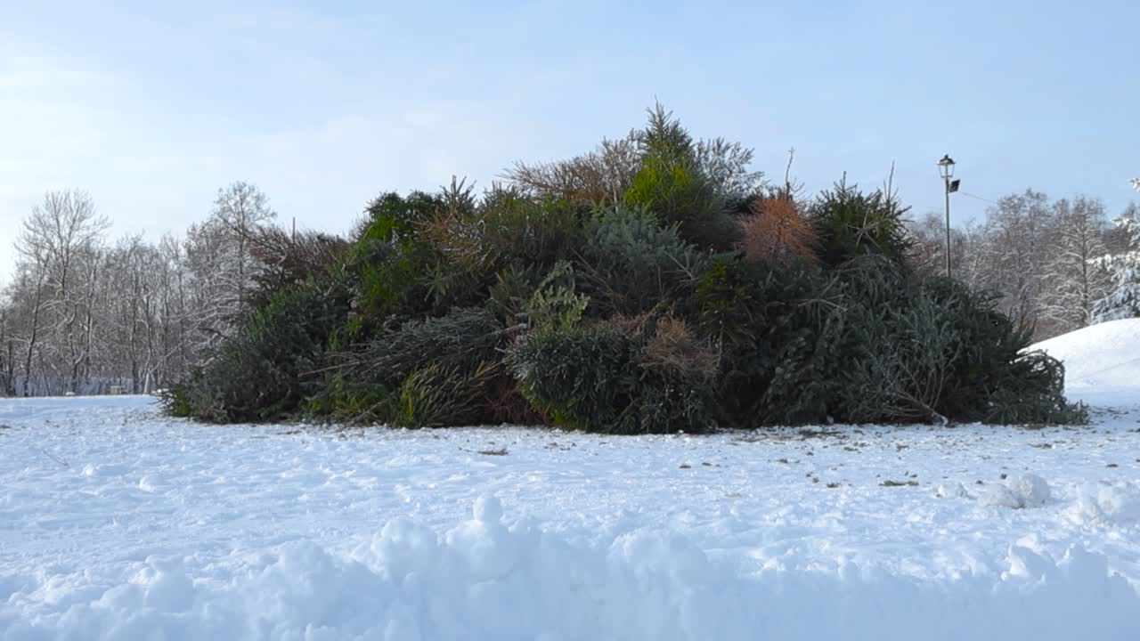 Worn out and old used green and brown Christmas holiday trees in a pile ready to be burned. The trees are at a snow covered park in Laagri during a sunny day with blue sky visible in the background.