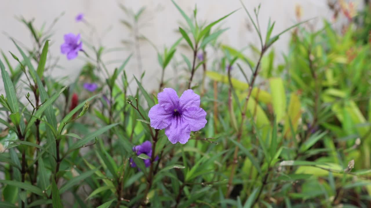 el lapso de tiempo de una flor púrpura floreciendo.