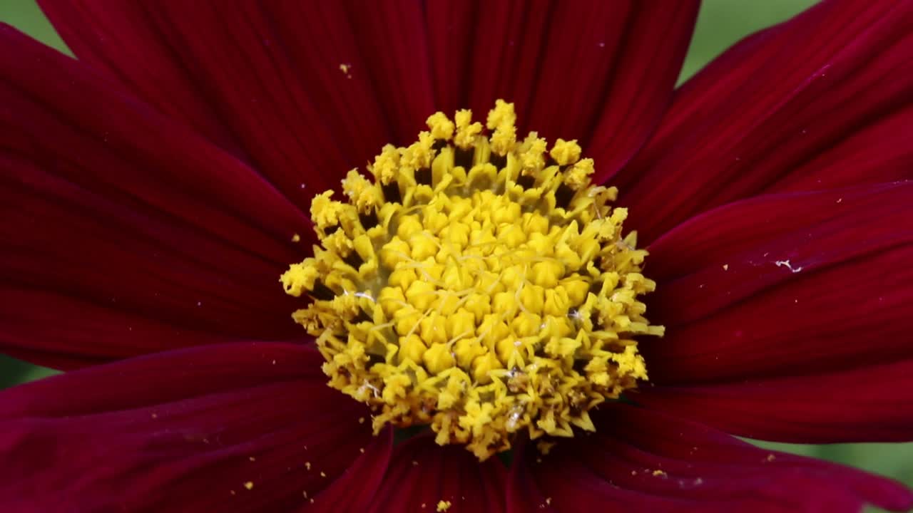 primer plano de una flor del jardín del cosmos. junio.