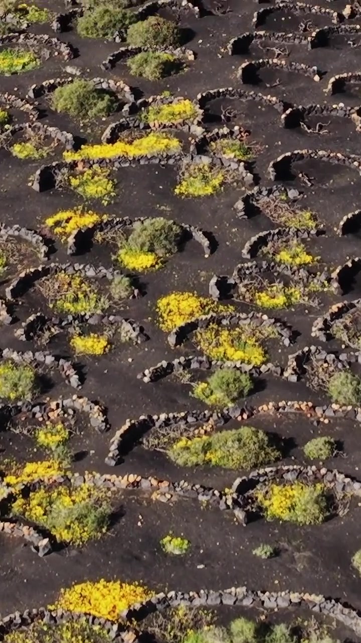 Vigneti su terreno vulcanico a Lanzarote, Spagna