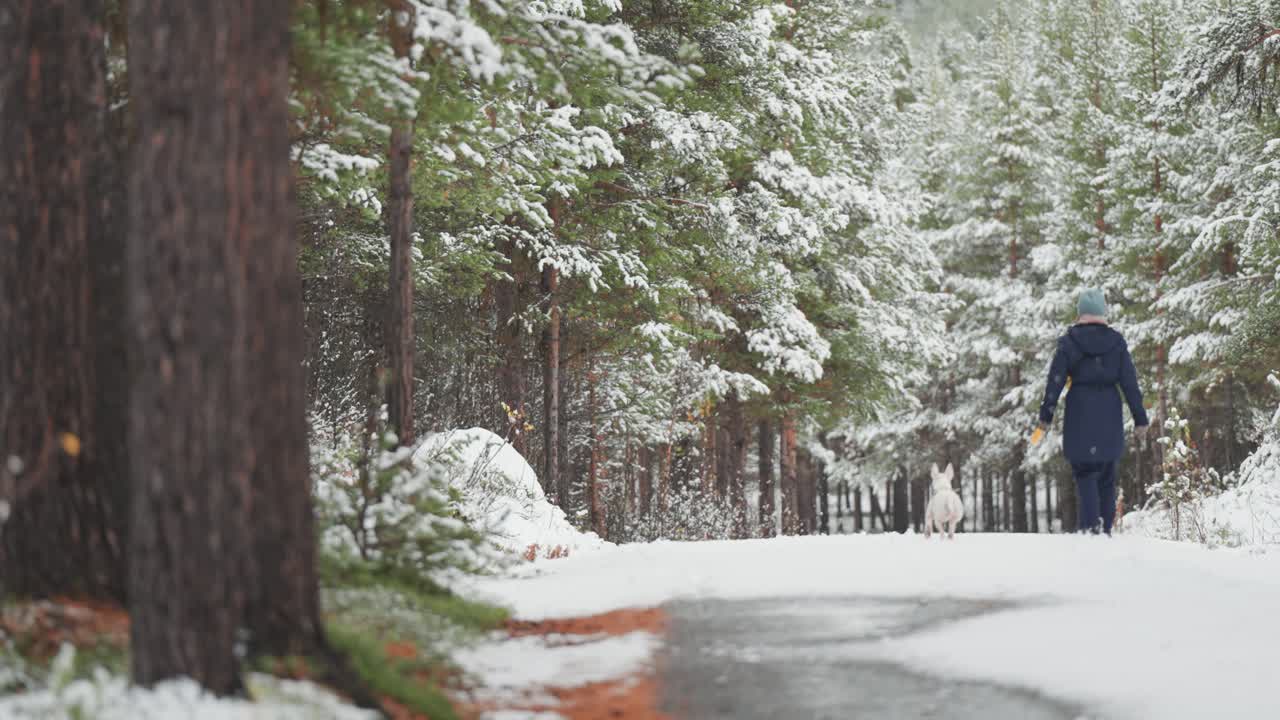 한 사람이 눈이 내리는 동안 작은  개와 함께 소나무 숲을 고 있습니다.