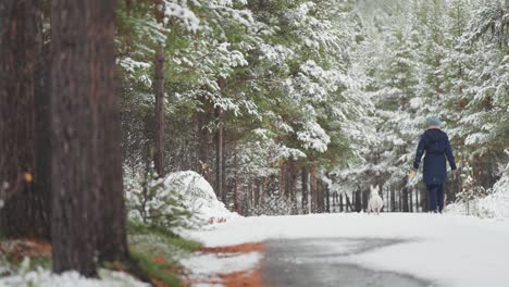 a person walks through the pine forest with a small white dog during a snowfall