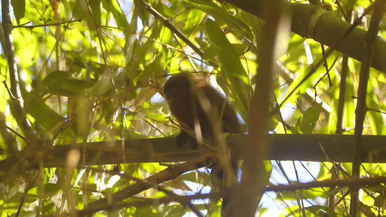 In Peru’s Amazon, a dusky titi monkey mom and baby sitting get up and jump higher in the rainforest canopy.
