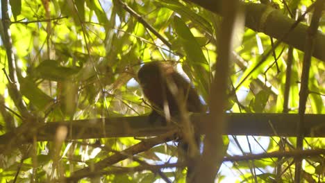 in peru’s amazon, a dusky titi monkey mom and baby sitting get up and jump higher in the rainforest canopy.