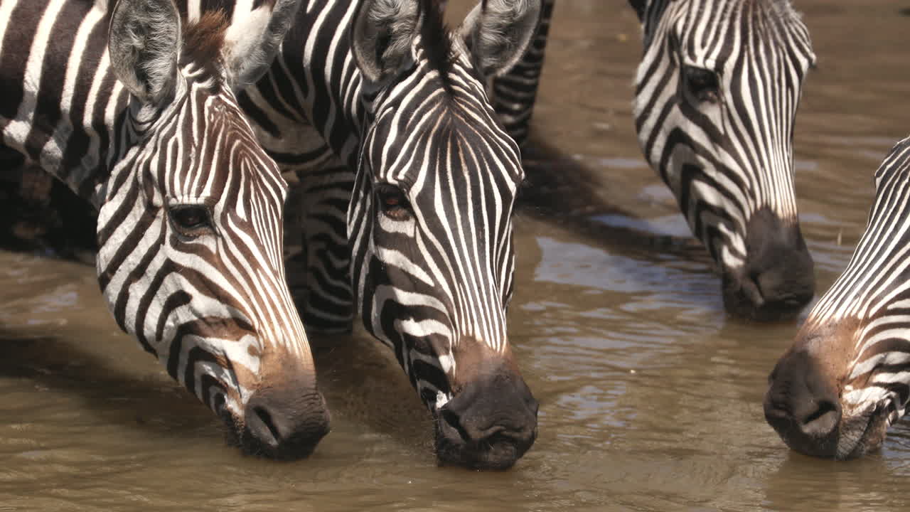 cebras bebiendo en un pozo de agua en masai mara, kenya - de cerca