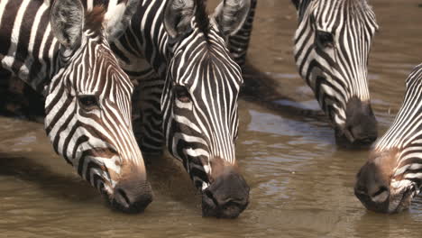 zebras drinking at water hole in masai mara, kenya - close up