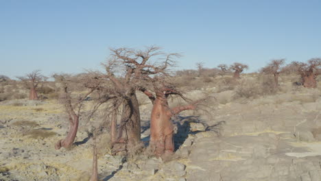 vista aérea de espectaculares árboles baobab en la isla de kubu cerca de makgadigadi, botswana