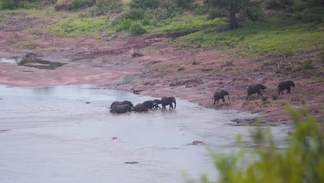 African-elephant-herd-walking-up-to-shore-after-bathing-in-river